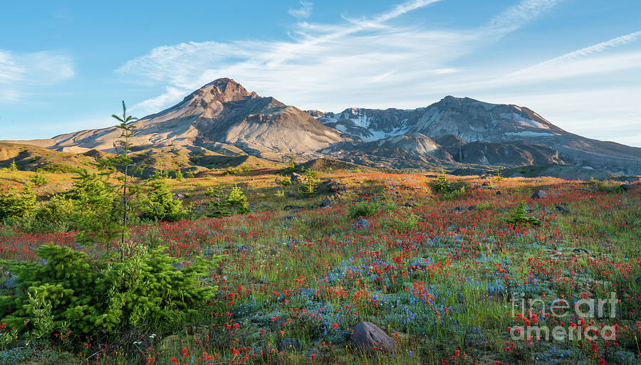 Mount St Helens Fields of Wildflowers Photograph by Mike Reid