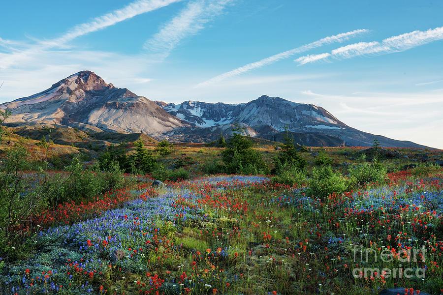 Mount St Helens Glorious Field of Spring Wildflowers Photograph by Mike Reid