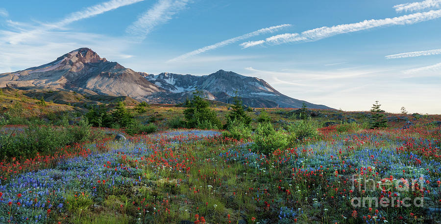 Mount St Helens Glorious Field of Spring Wildflowers Wider Photograph by Mike Reid