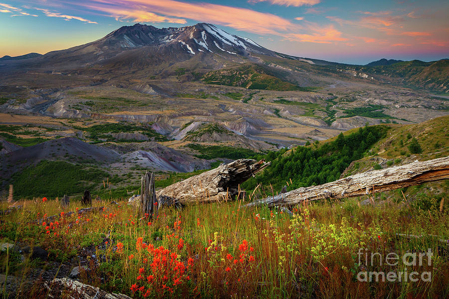 Mount St Helens Paintbrush Photograph by Inge Johnsson
