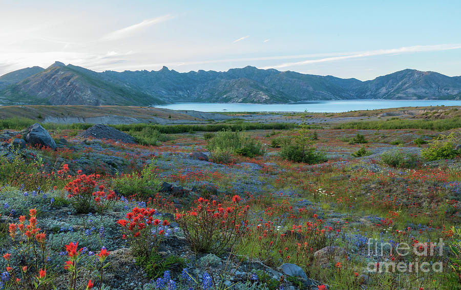 Mount St Helens Spirit Lake Fields of Spring Wildflowers Photograph by Mike Reid