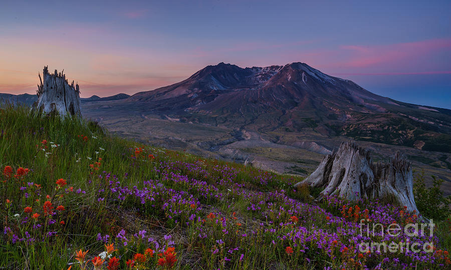 Mount St Helens Spring Colors Photograph by Mike Reid