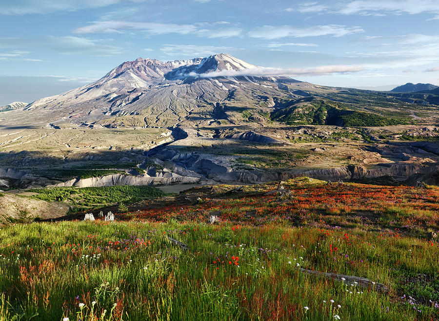 Mount St Helens Wildflowers Photograph