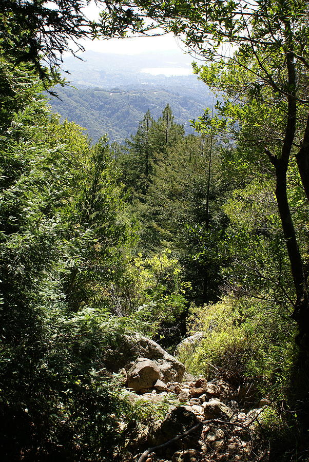 Mount Tamalpais Forest View Photograph by Ben Upham III