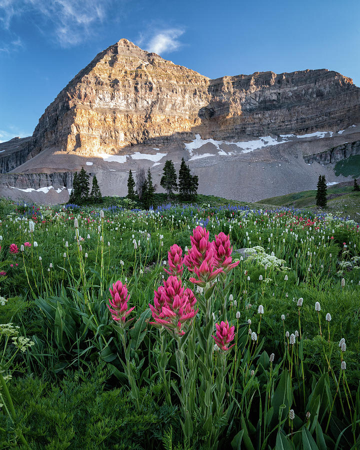 Mount Timpanogos Wildflowers Photograph by James Udall