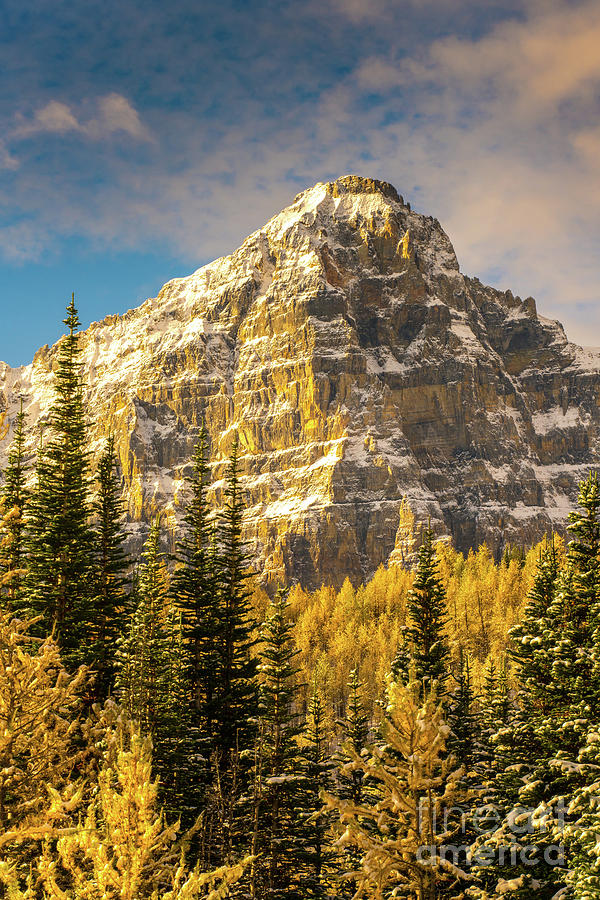 Mount Tuzo Ten Peaks Golden Fall Colors Photograph by Mike Reid - Fine ...