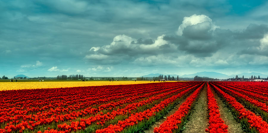 Tulip Photograph - Mount Vernon Tulip Fields by David Patterson