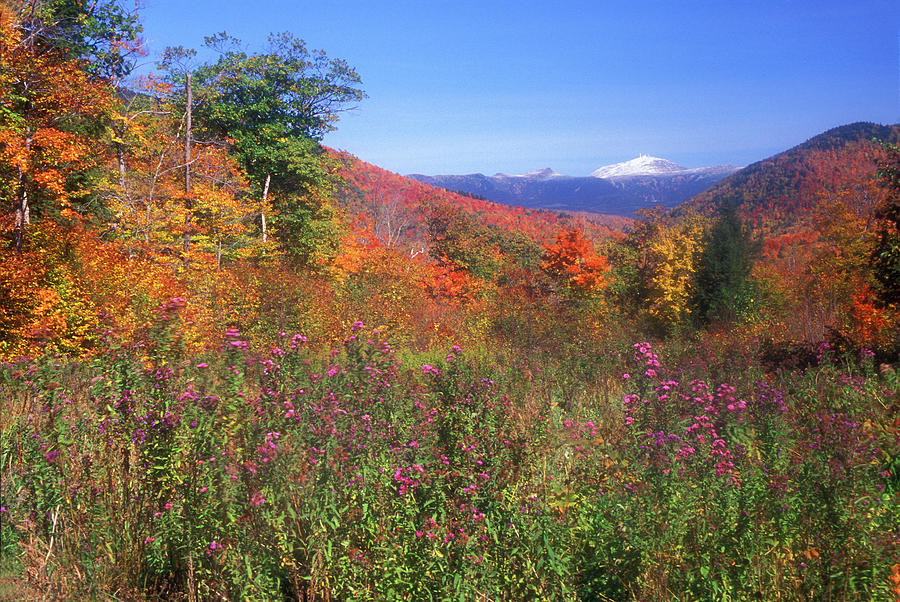 Mount Washingon Flowers Foliage Photograph by John Burk