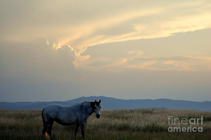 Horse Photograph - Mountain and Horse1 by Anjanette Douglas