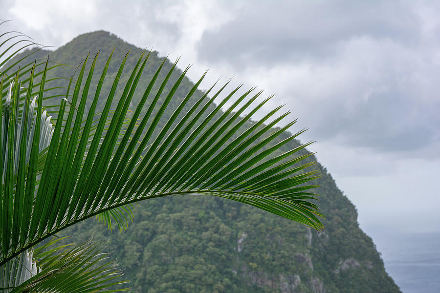 Mountain and Palm view St Lucia Photograph by Nicole Freedman