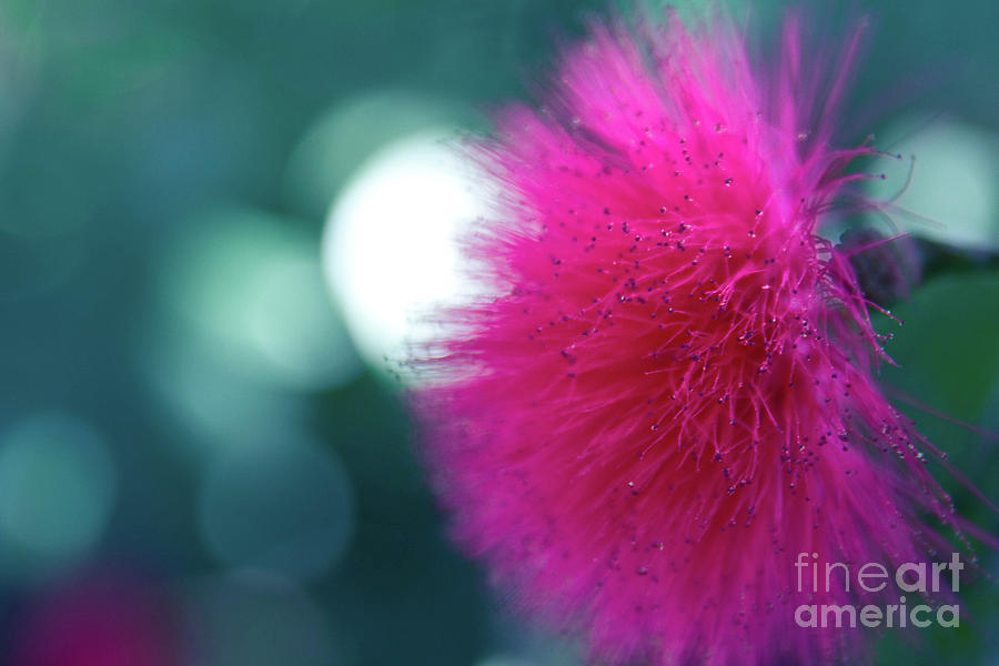 Mountain Apple - Ohia Ai - Syzygium Malaccense Photograph by Sharon Mau