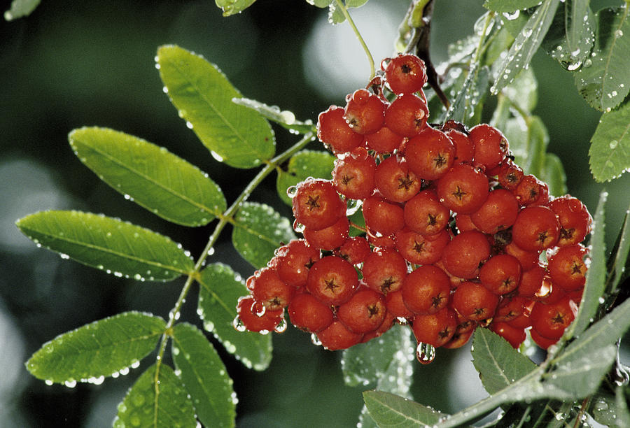 Mountain Ash Berries in Rain Photograph by Steve Somerville