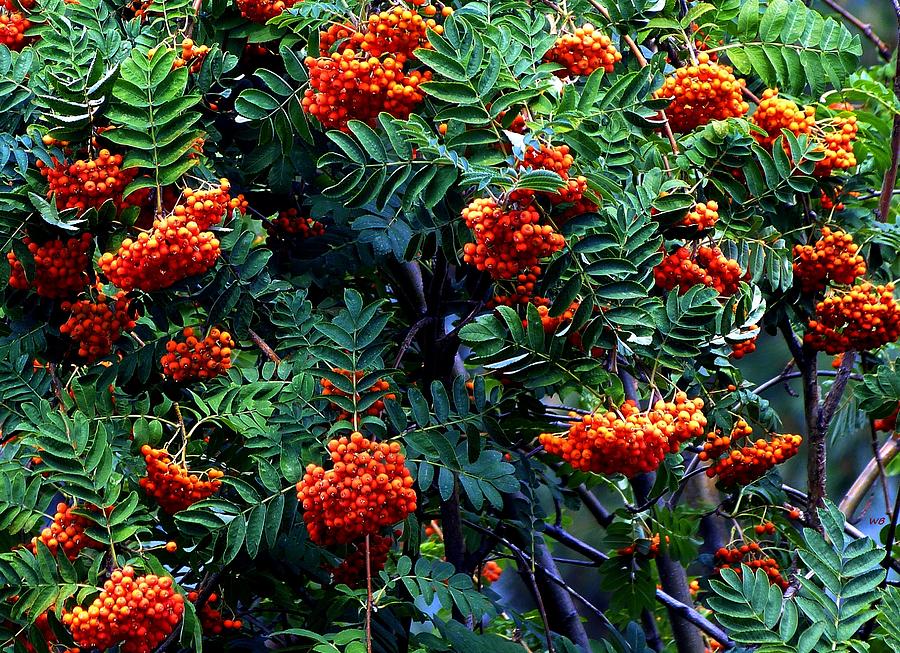 Summer Photograph - Mountain Ash Berry Clusters by Will Borden