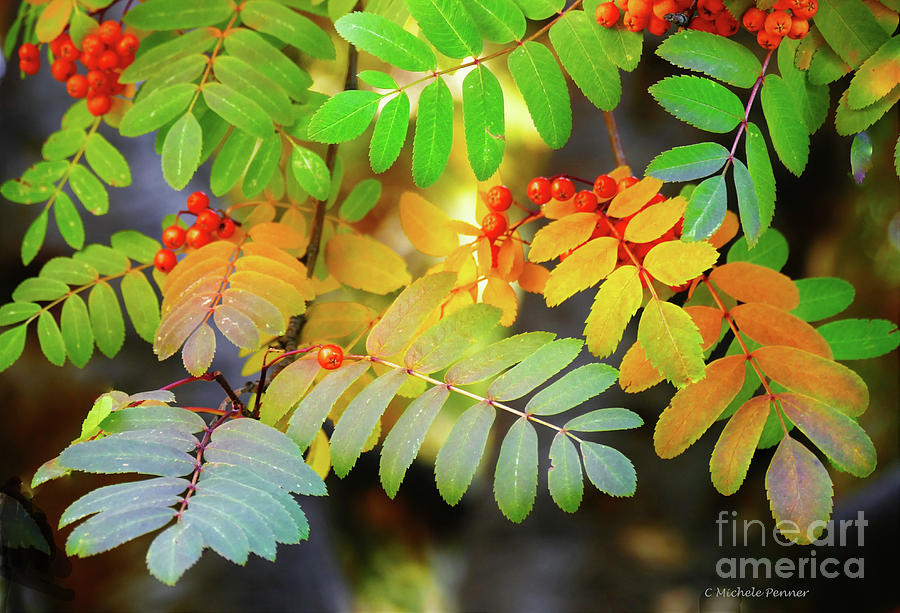 Fruit Photograph - Mountain Ash Fall Color by Michele Penner