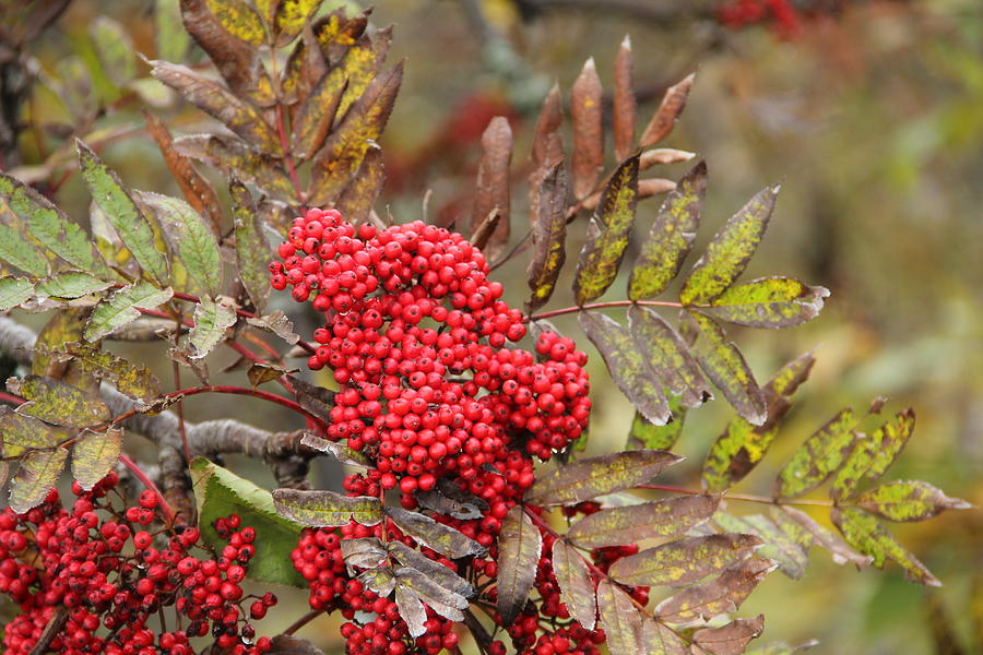 Mountain Ash with Berries Photograph by Allen Nice-Webb