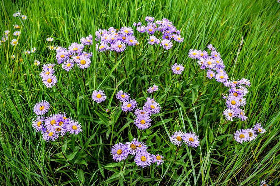 Mountain Aster Daisies Photograph by Michael Brungardt