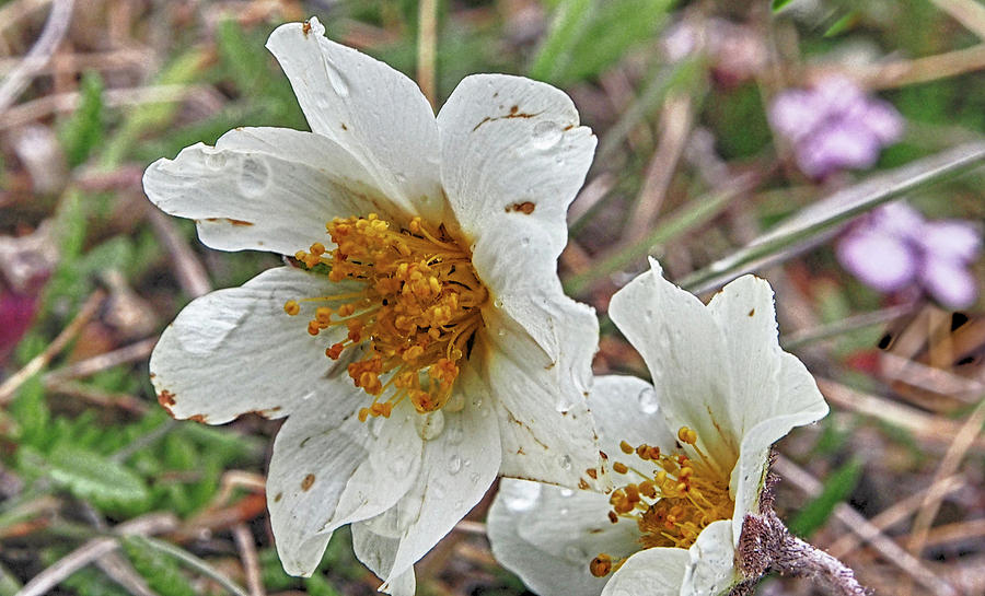 Mountain Avens Photograph by C H Apperson