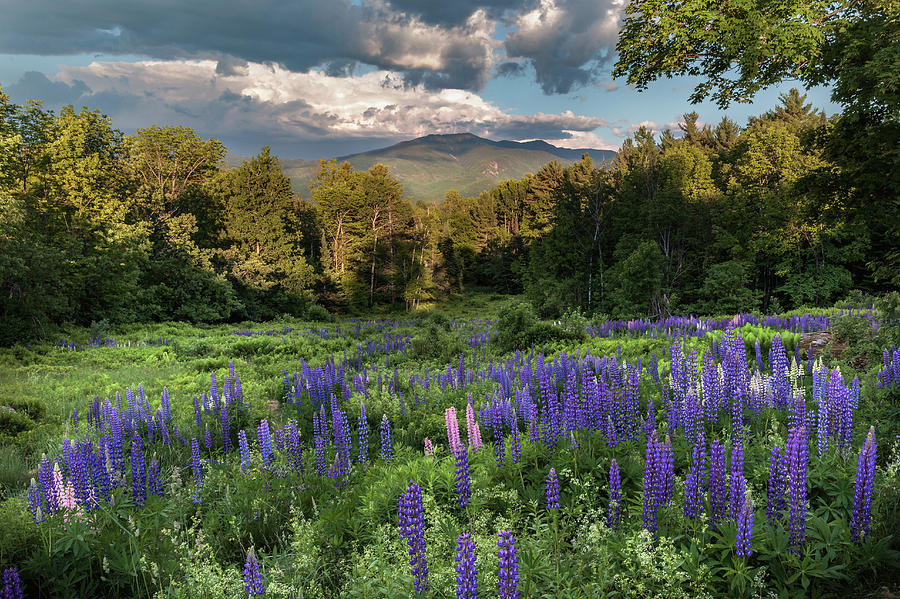 Mountain Blooms Photograph by Bill Wakeley