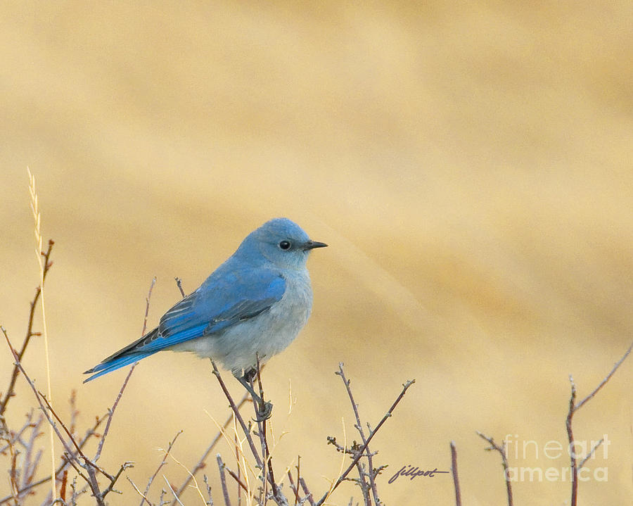 Rocky Mountain National Park Photograph - Mountain Blue Bird by Bon and Jim Fillpot