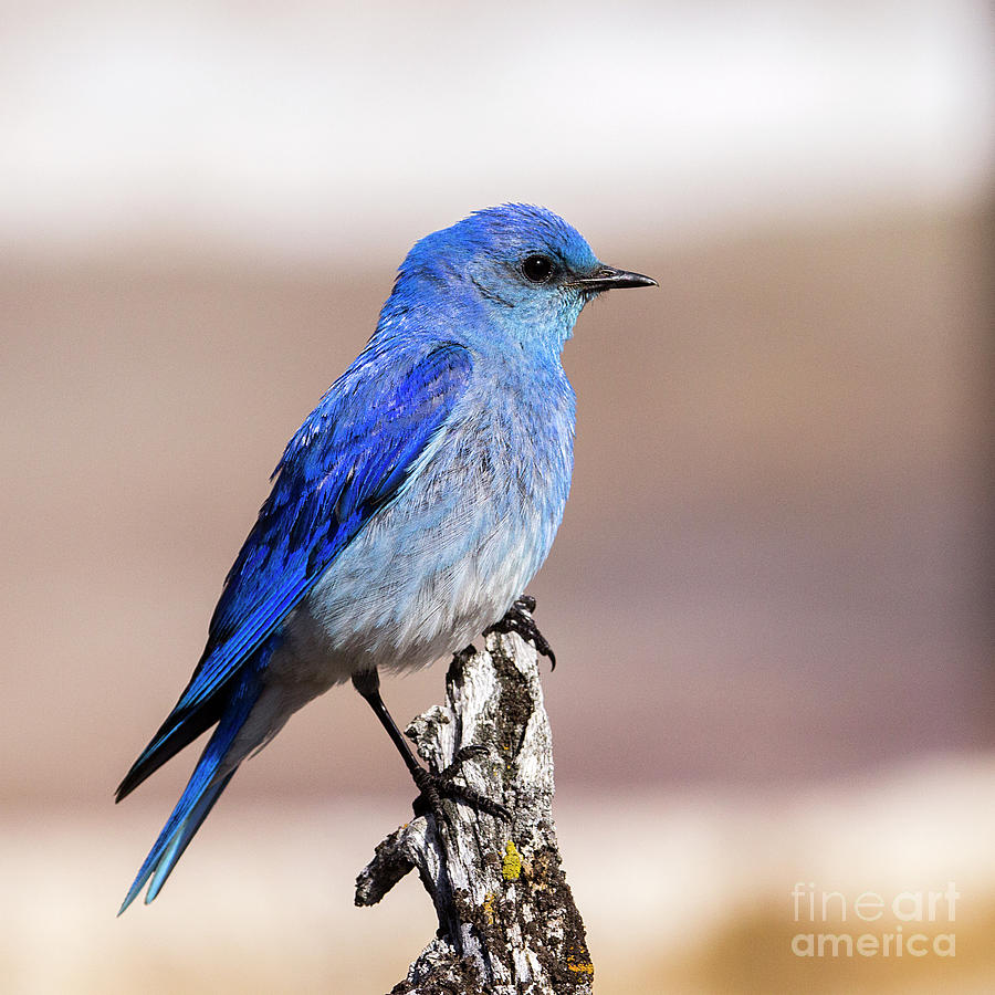 Mountain Blue Bird Photograph by Sonya Lang