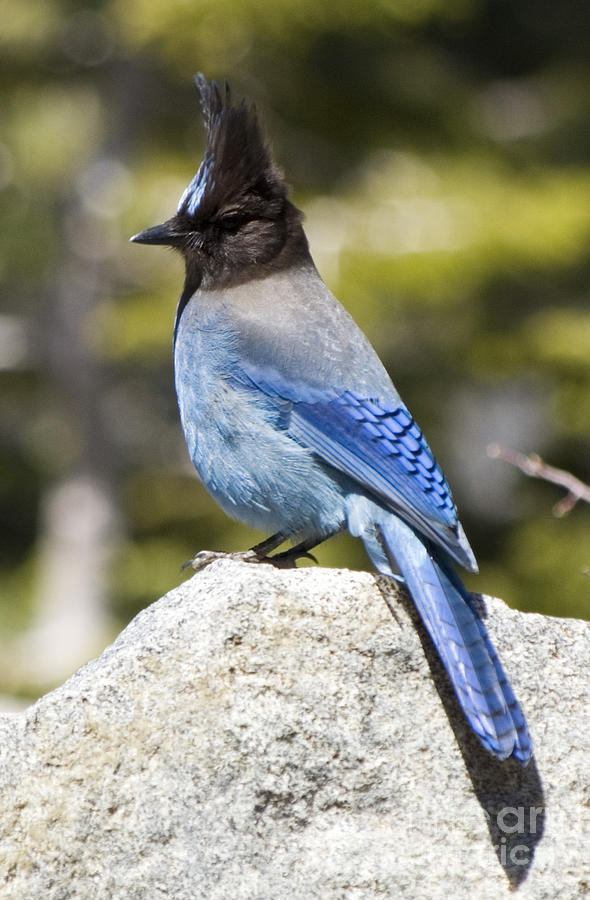 Stellers Jay on rock Photograph by Jim And Emily Bush