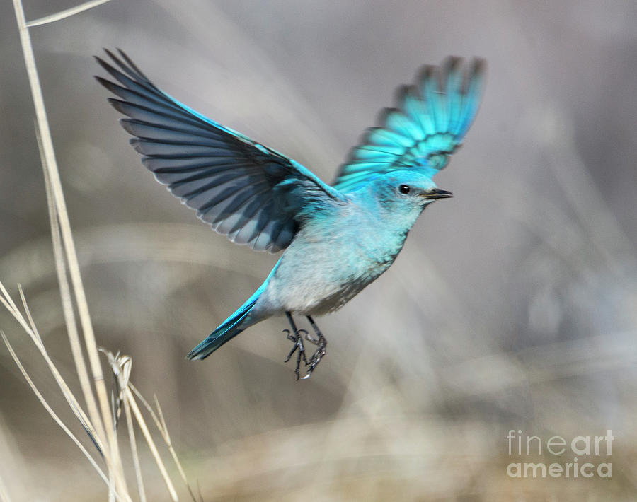 Mountain Bluebird Photograph - Mountain Blue by Mike Dawson Mountain Bluebird Photograph - Mountain Blue by Mike Dawson