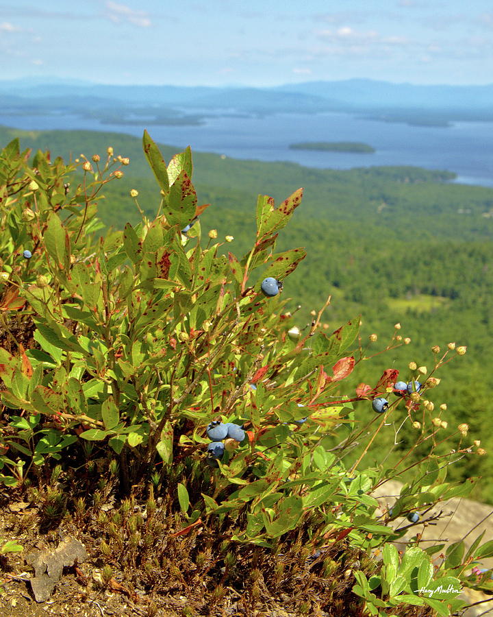 Mountain Blueberries Photograph by Harry Moulton