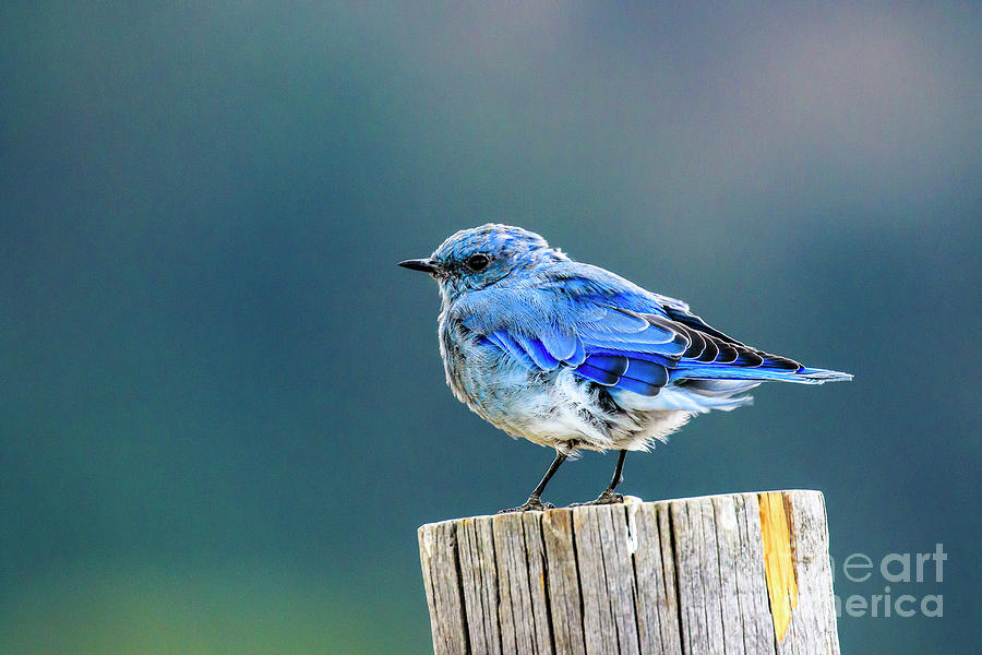Mountain Bluebird 2 Photograph by Ben Graham