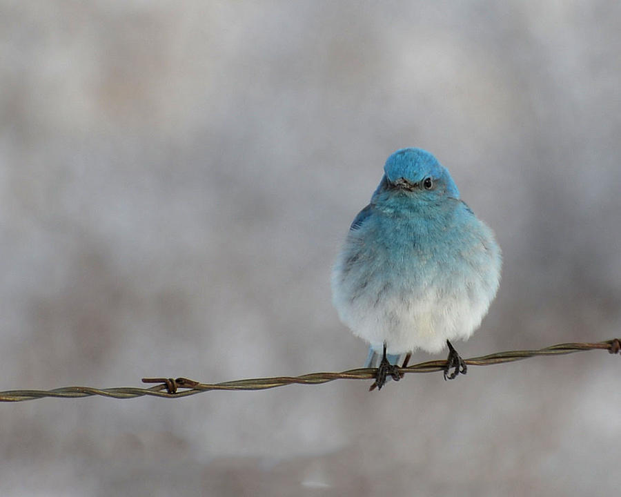 Mountain Bluebird 2 Photograph by Whispering Peaks Photography