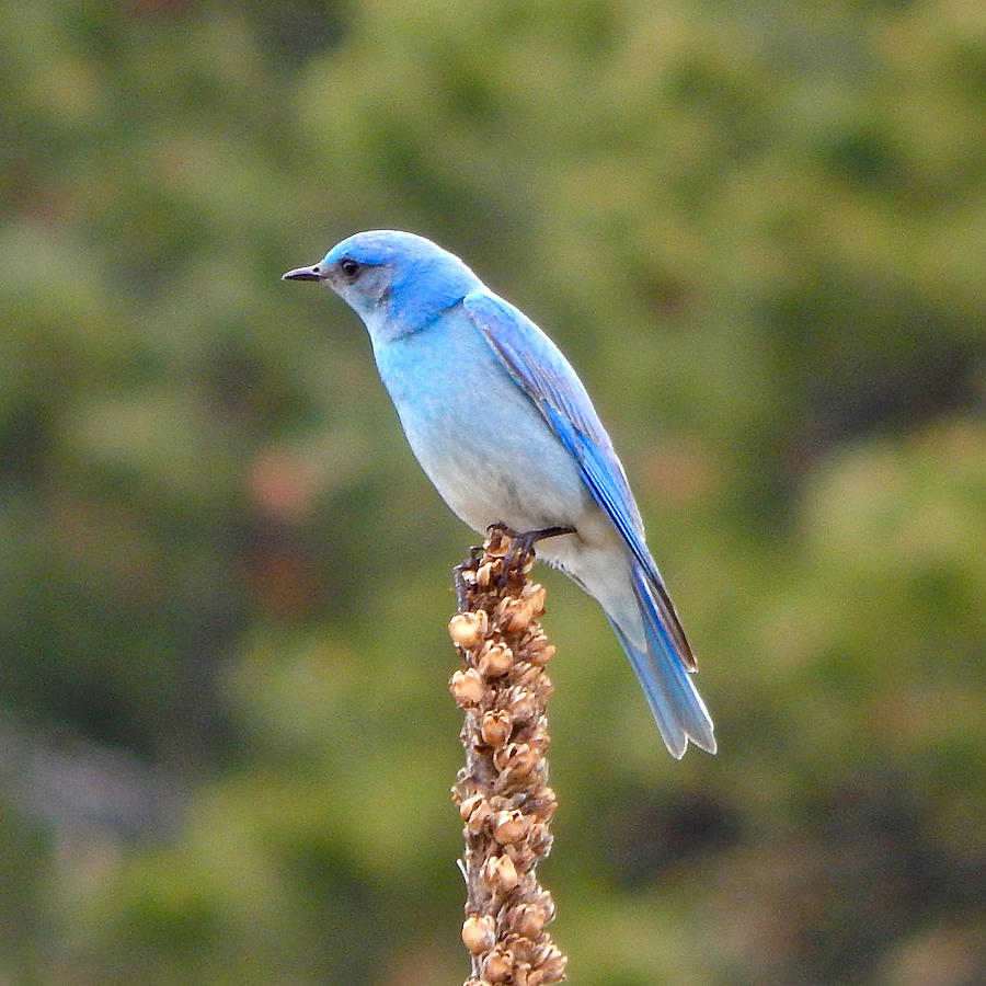 Mountain Bluebird 5 Photograph by Dan Miller