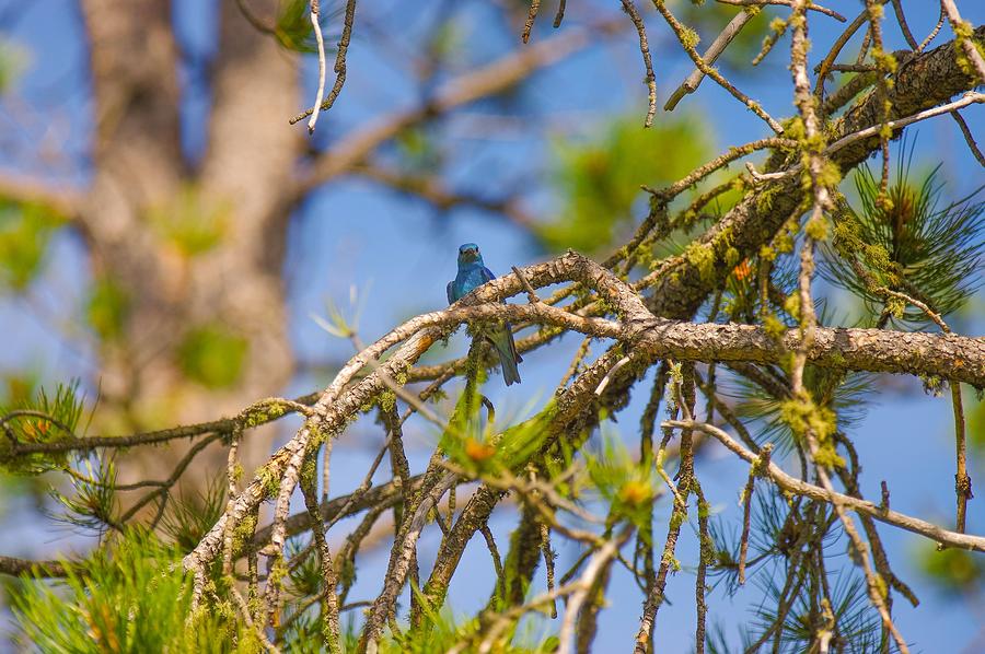 Mountain Bluebird Photograph by Amanda Smith