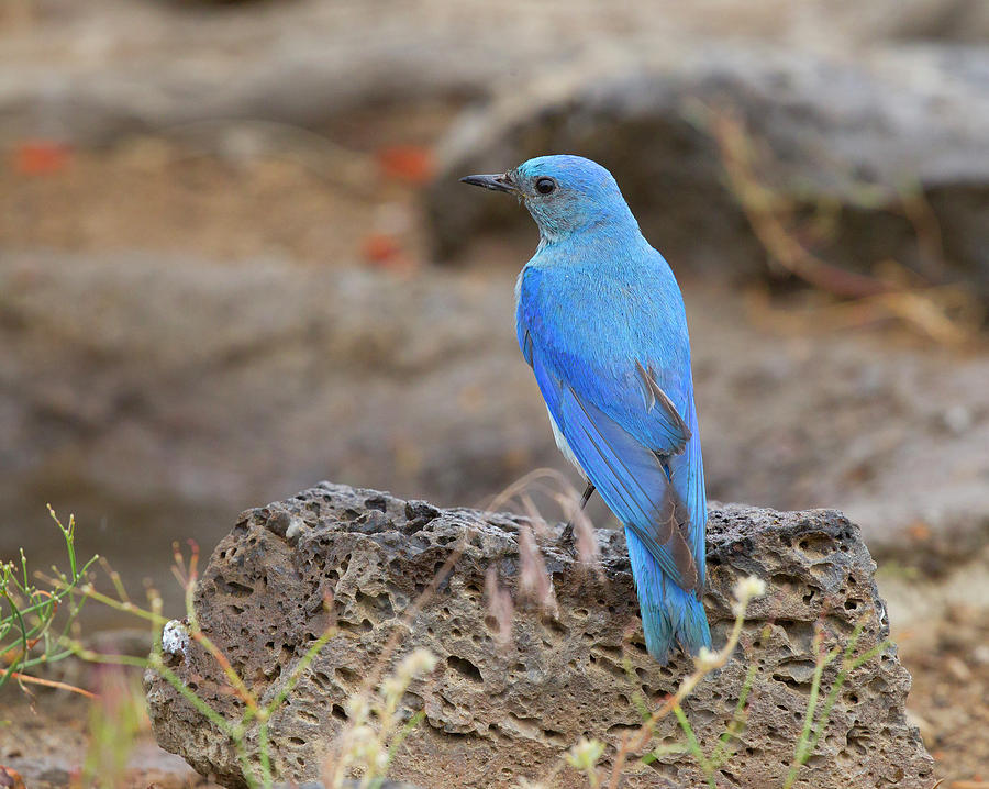 Bluebird Photograph - Mountain Bluebird by Doug Lloyd