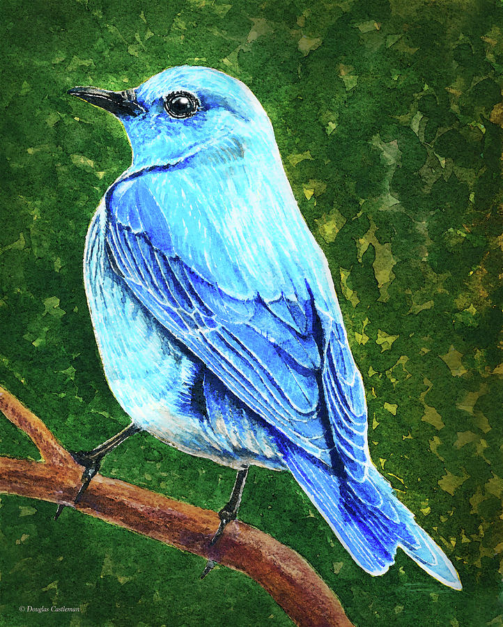 Mountain Bluebird Painting by Douglas Castleman