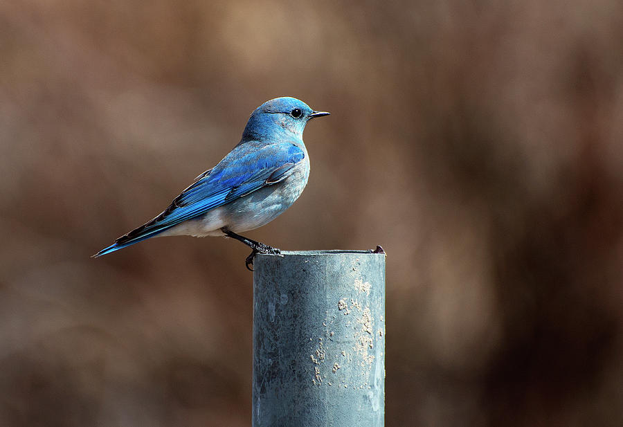 Bluebird Photograph - Mountain Bluebird by Eric Nielsen
