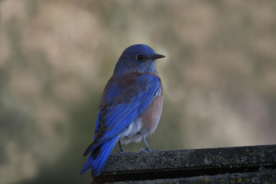 Bird Photograph - Mountain Bluebird by Ernest Echols