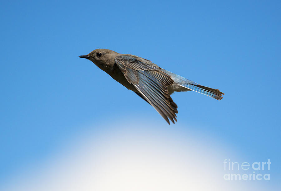 Bluebird Photograph - Mountain Bluebird Glide by Michael Dawson