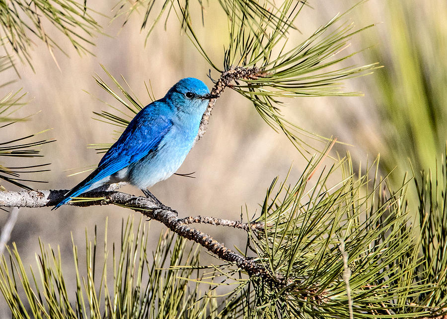 Mountain Bluebird in a Pine Photograph by Dawn Key