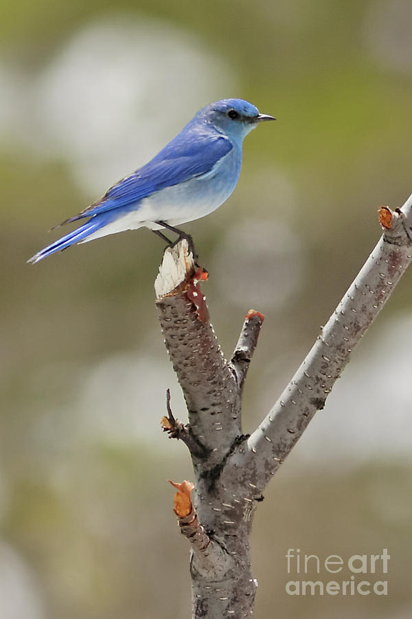 Mountain Bluebird in Colorado Photograph by Natural Focal Point ...