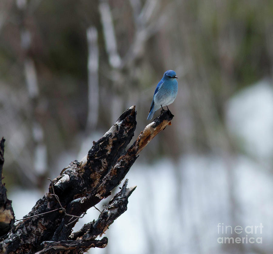 Mountain Bluebird in the Spring Snow Photograph by Natural Focal Point Photography