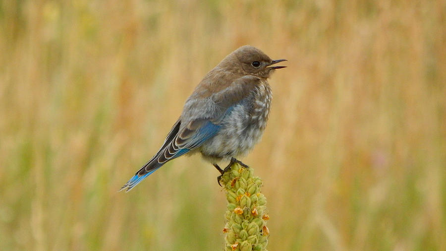 Mountain Bluebird Juvenile Photograph by Dan Miller