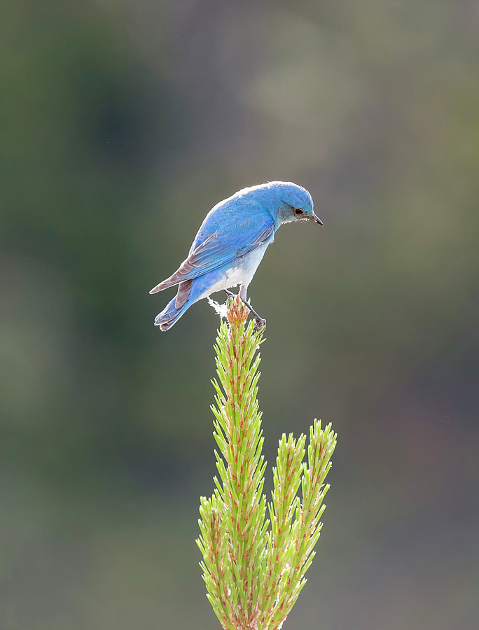 Mountain Bluebird Photograph by Loree Johnson