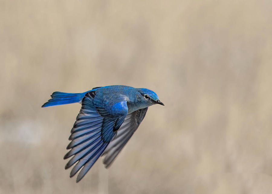 Mountain Bluebird Male in Flight Photograph by Dawn Key