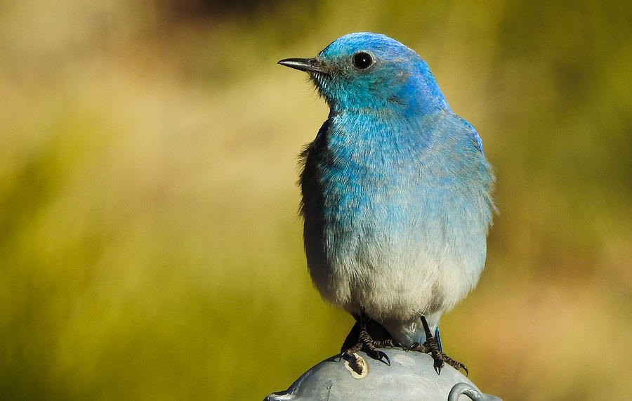 Mountain Bluebird Male Photograph by Mindy Musick King
