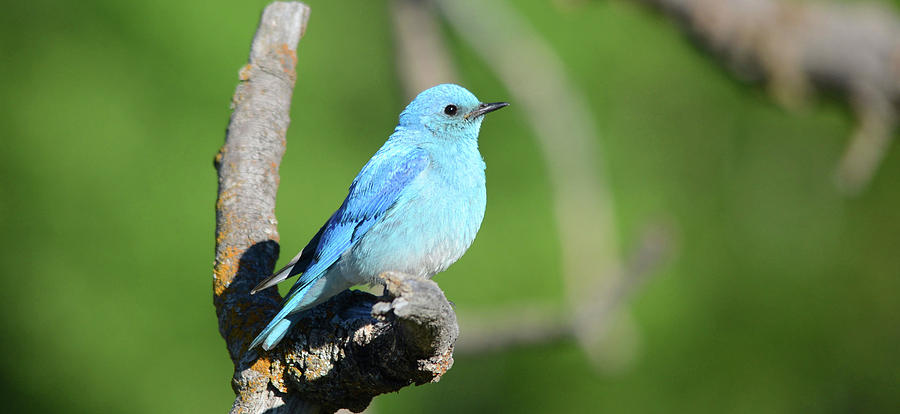 Mountain Bluebird- male Photograph by Whispering Peaks Photography