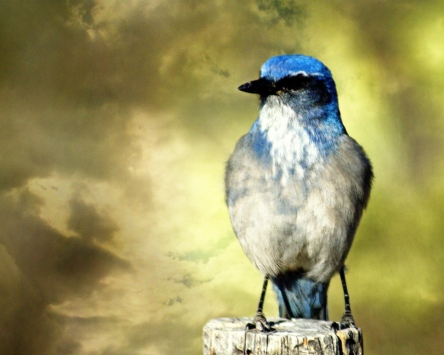 Mountain Bluebird Photograph by Marty Koch