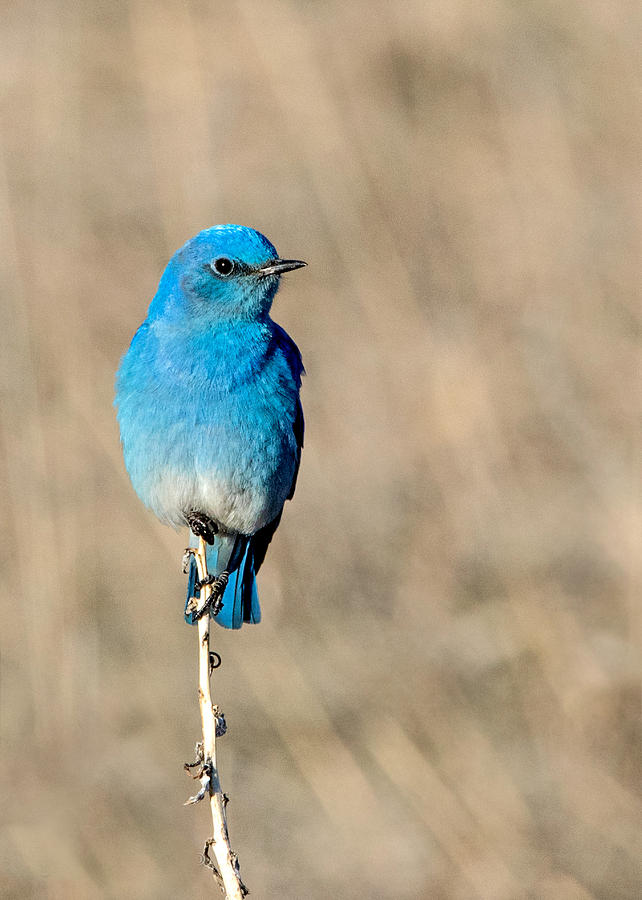 Mountain Bluebird on a Stem. Photograph by Dawn Key