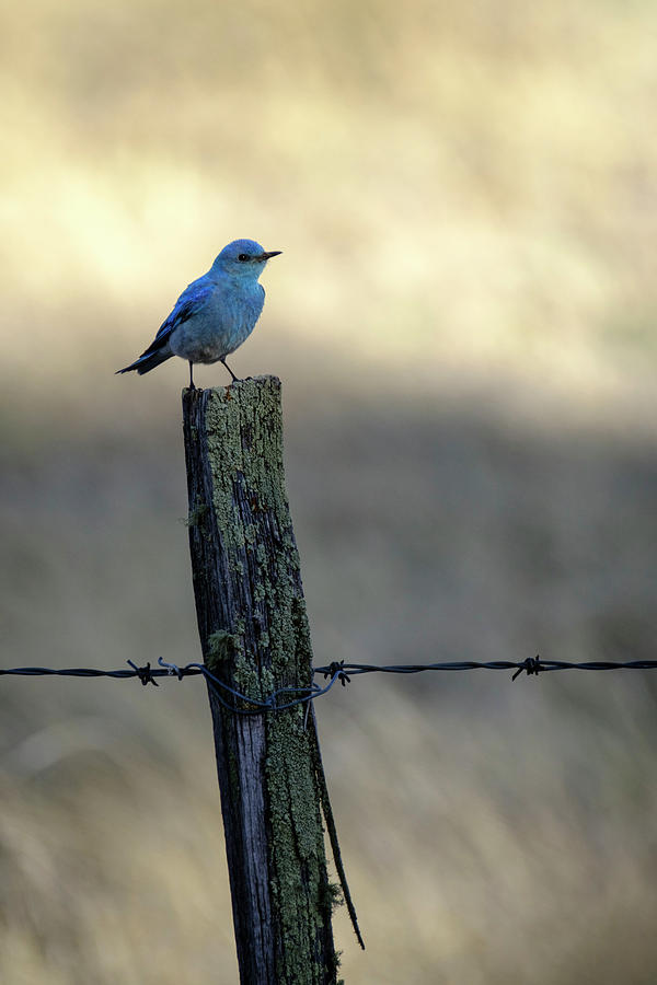 Mountain Bluebird on Wood Fence Post Photograph by Mary Lee Dereske