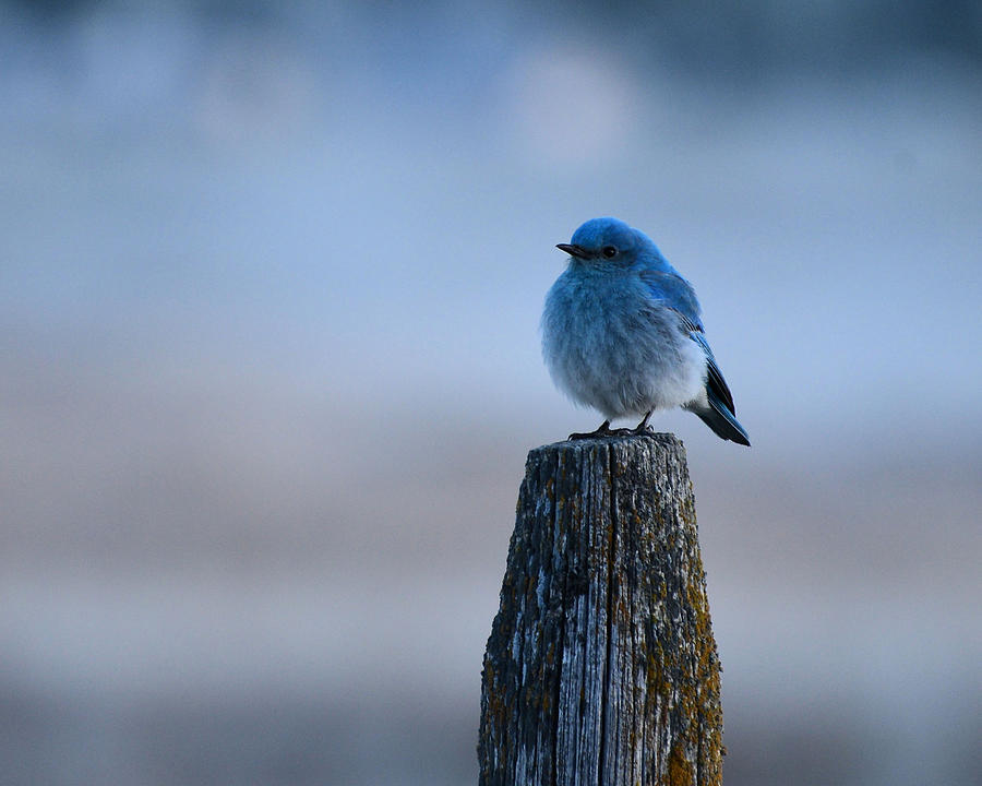 Mountain Bluebird Photograph by Whispering Peaks Photography