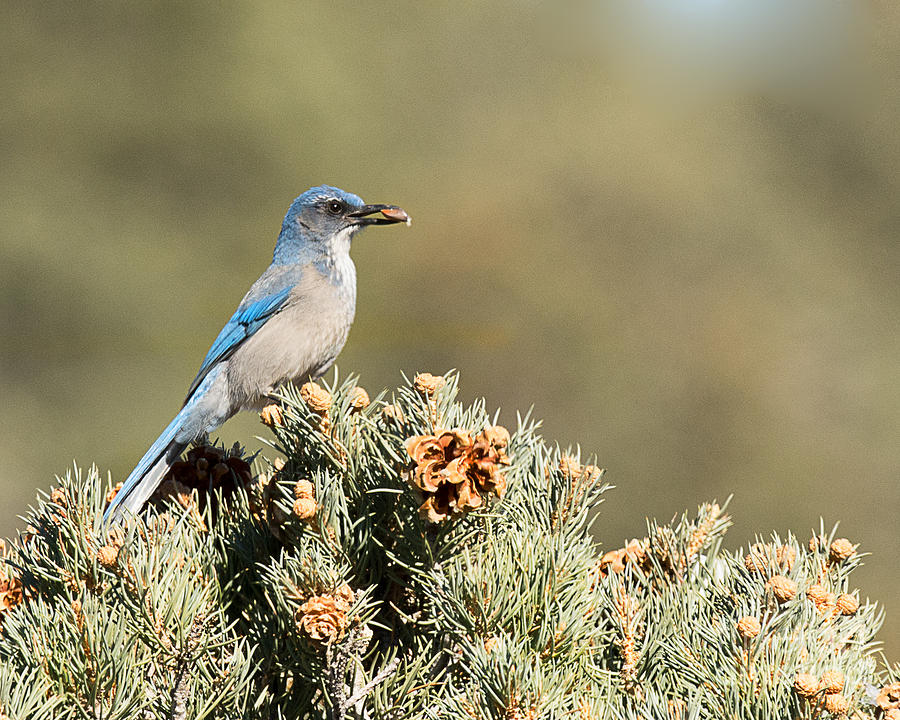 Scrub Jay with Pine Nut Photograph by Dennis Hammer