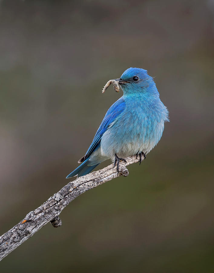 Mountain Bluebird with Worm Photograph by Mark Miller